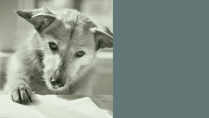 Heartwarming Books for Dog People